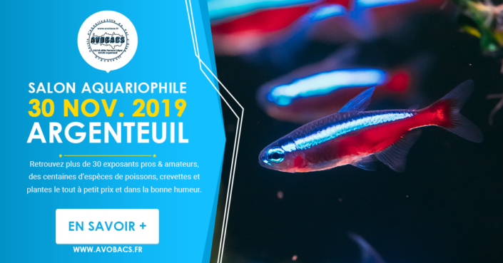 Avobacs-pub-bourse-novembre-2019