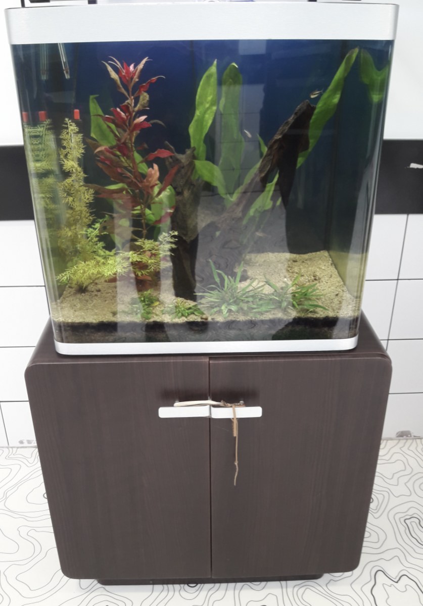 Club aquarium et plantes tropicales – Collège Xavier BICHAT