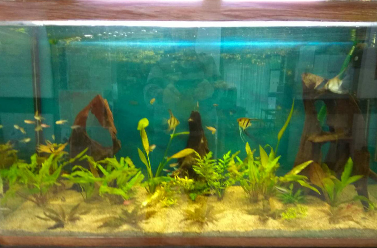 Club aquarium et plantes tropicales – Collège Xavier BICHAT