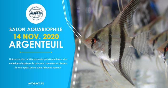 Bourse Aquariophile, le 14 Novembre 2020 à Argenteuil (95). Bourse Aquariophile, le 14 Novembre 2020 à Argenteuil (95).