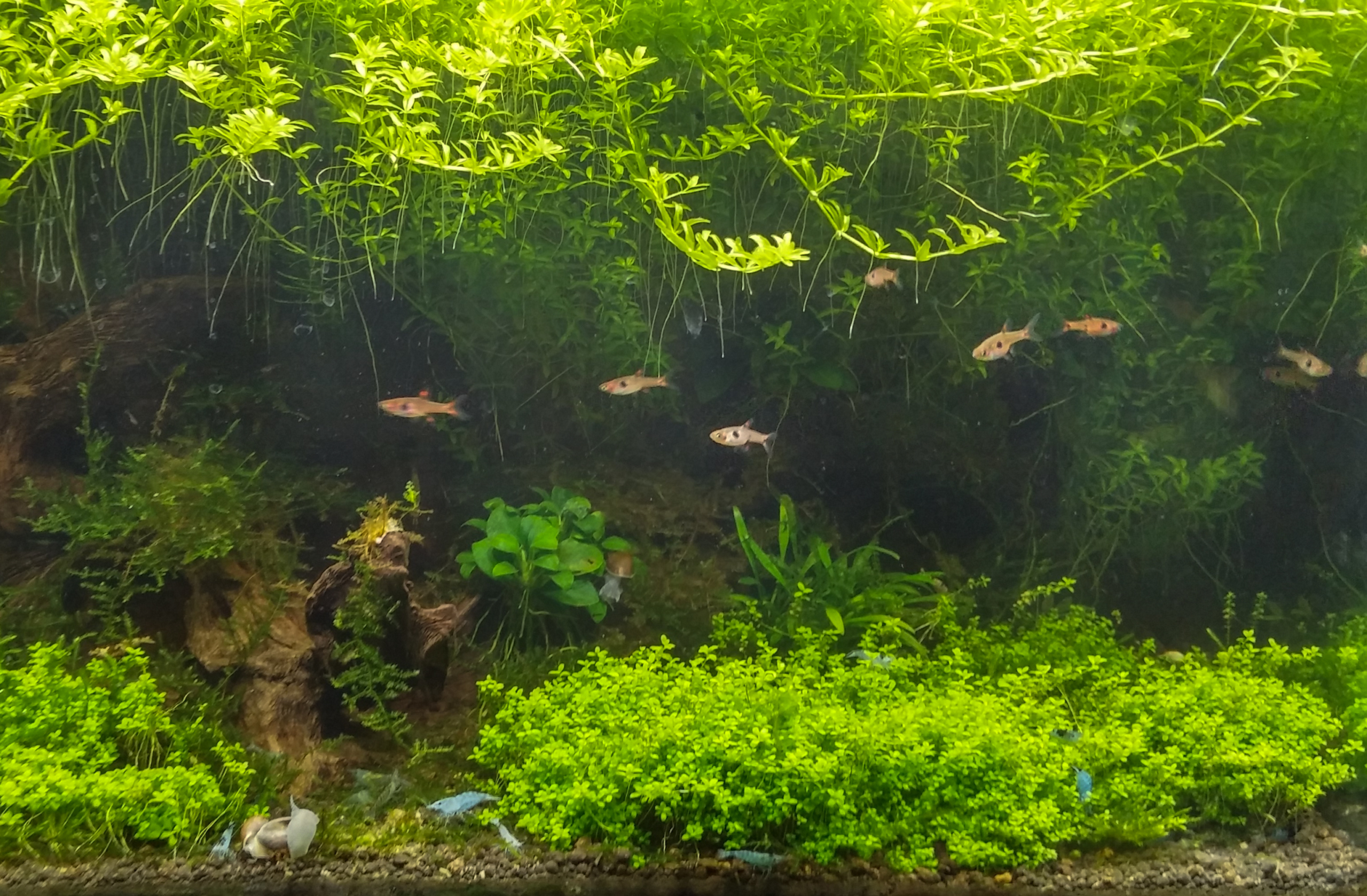 Qube 50 plant - pour aquarium d'eau douce