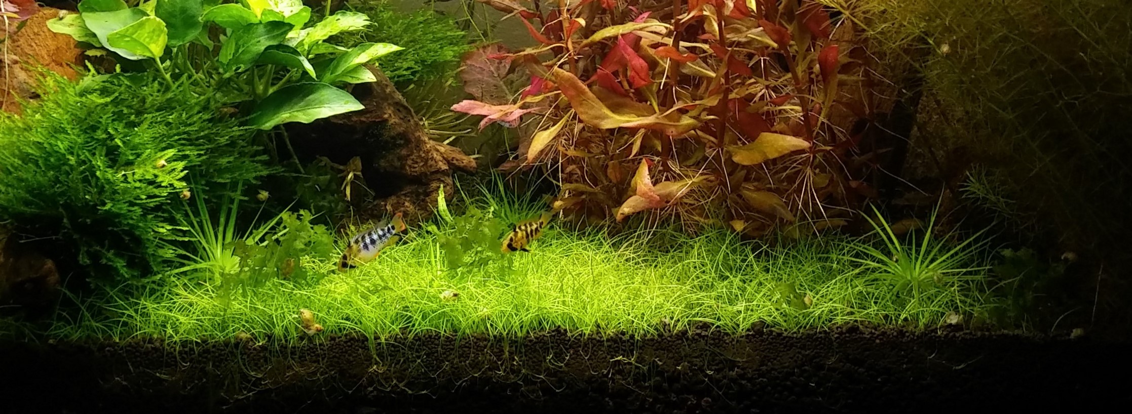 Les plantes à privilégier dans son aquarium d'eau douce