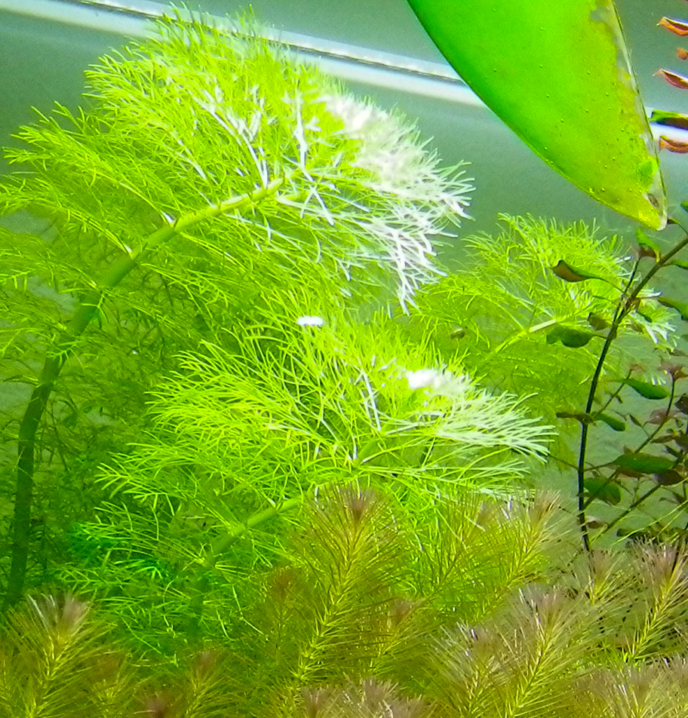 Plantes d'arrière plan Limnophila aquatica