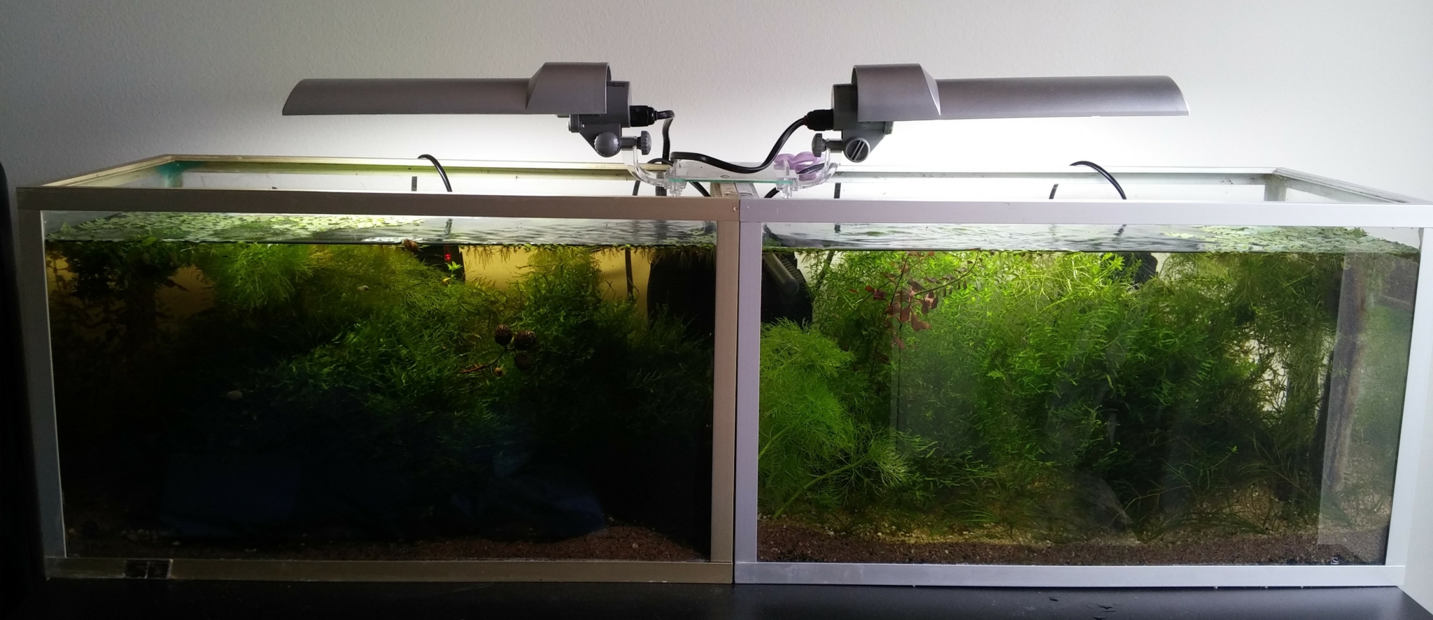 Comment baisser le PH de son aquarium ? Club Aquariophile Avobacs