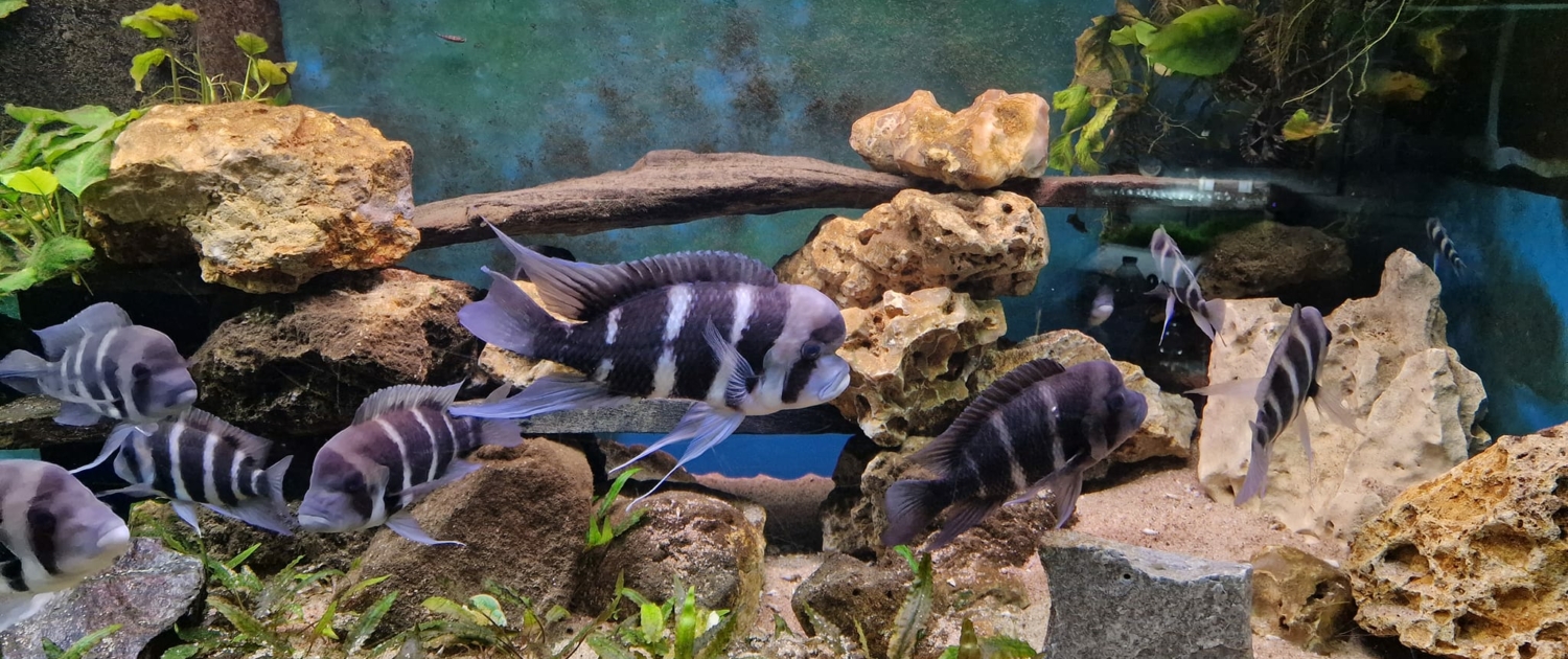 Lac Tanganyika 1200L - Cyphotilapia frontosa & Julidochromis marlieri