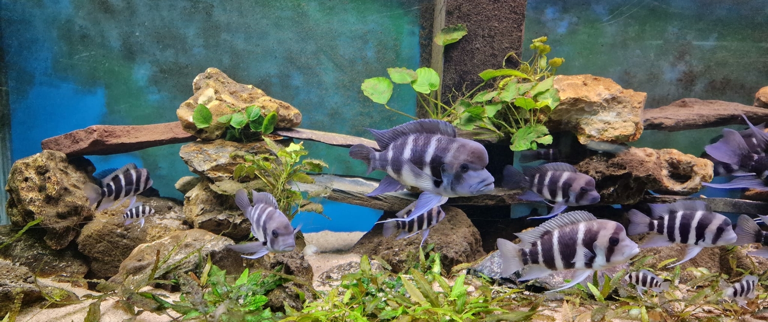 Lac Tanganyika 1200L - Cyphotilapia frontosa & Julidochromis marlieri