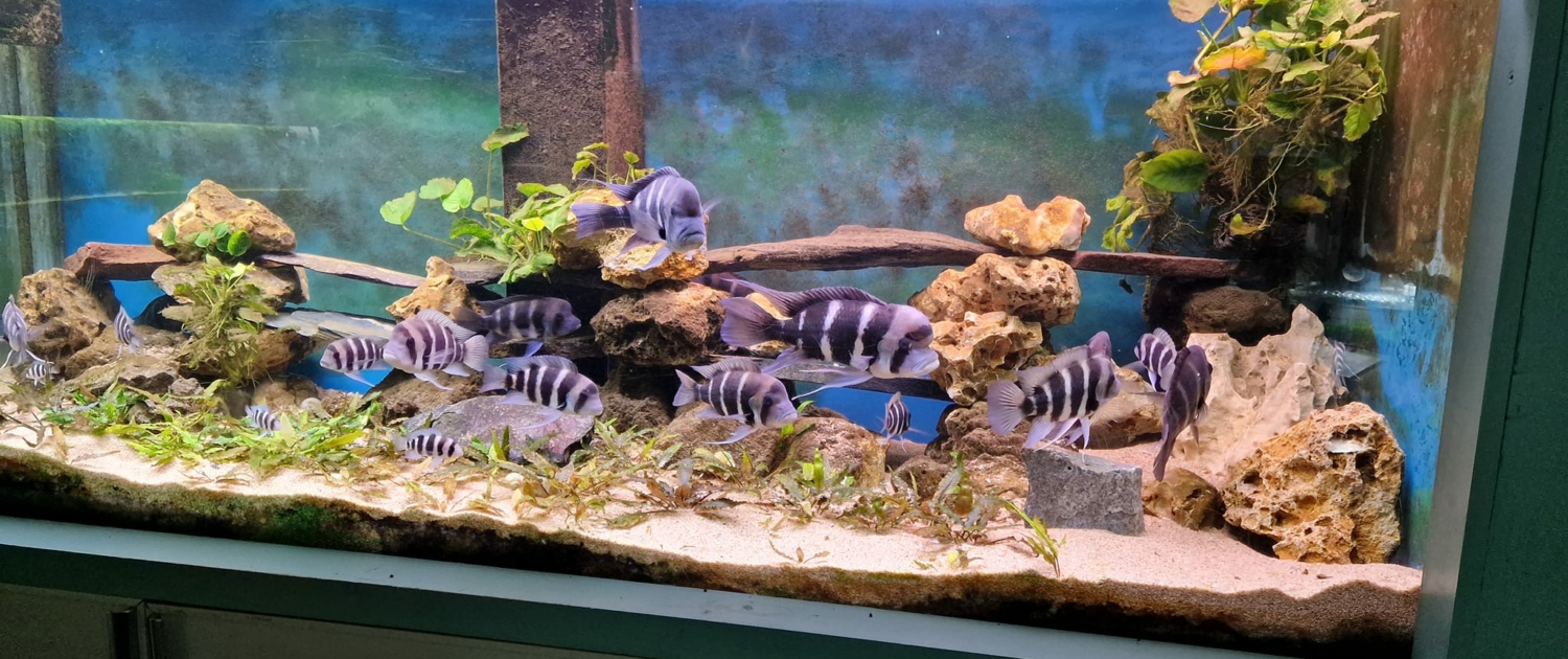 Lac Tanganyika 1200L - Cyphotilapia frontosa & Julidochromis marlieri