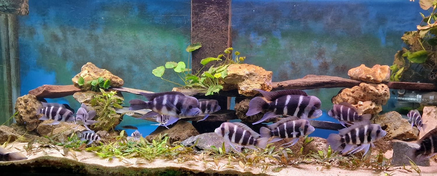 Lac Tanganyika 1200L - Cyphotilapia frontosa & Julidochromis marlieri