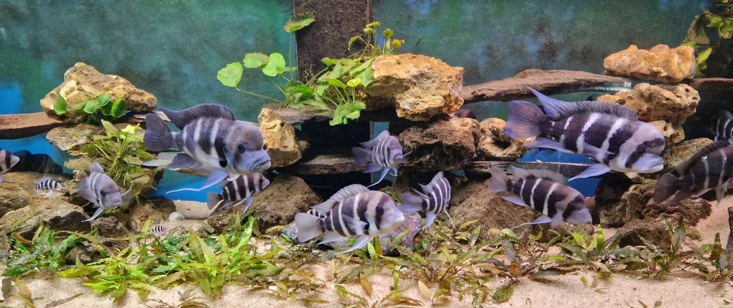 Lac Tanganyika 1200L - Cyphotilapia frontosa & Julidochromis marlieri