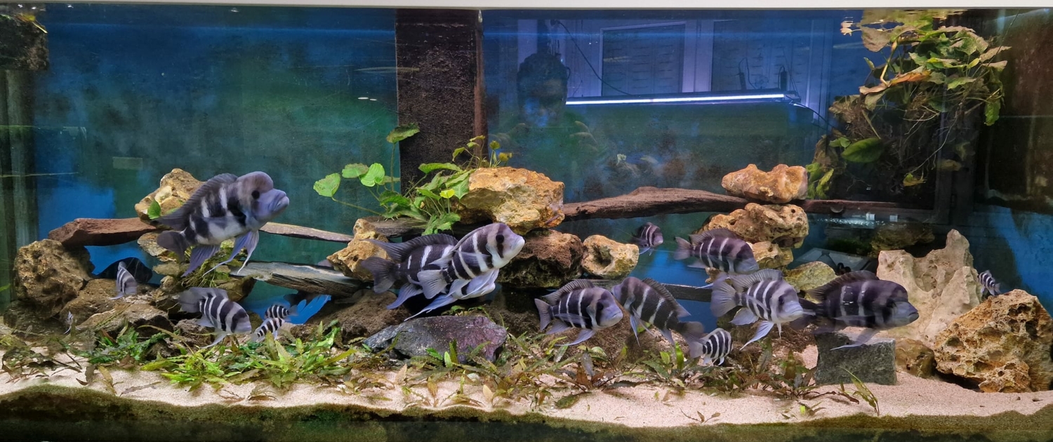 Lac Tanganyika 1200L - Cyphotilapia frontosa & Julidochromis marlieri