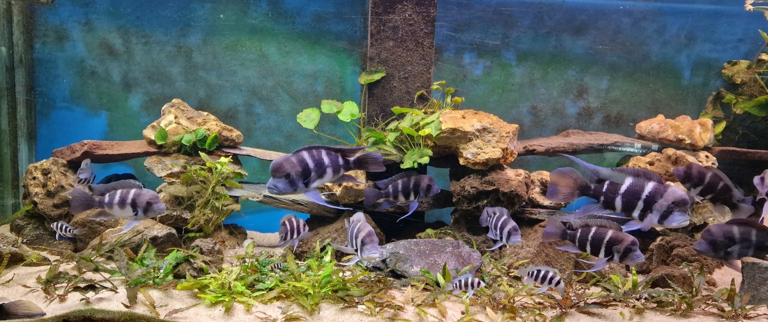 Lac Tanganyika 1200L - Cyphotilapia frontosa & Julidochromis marlieri