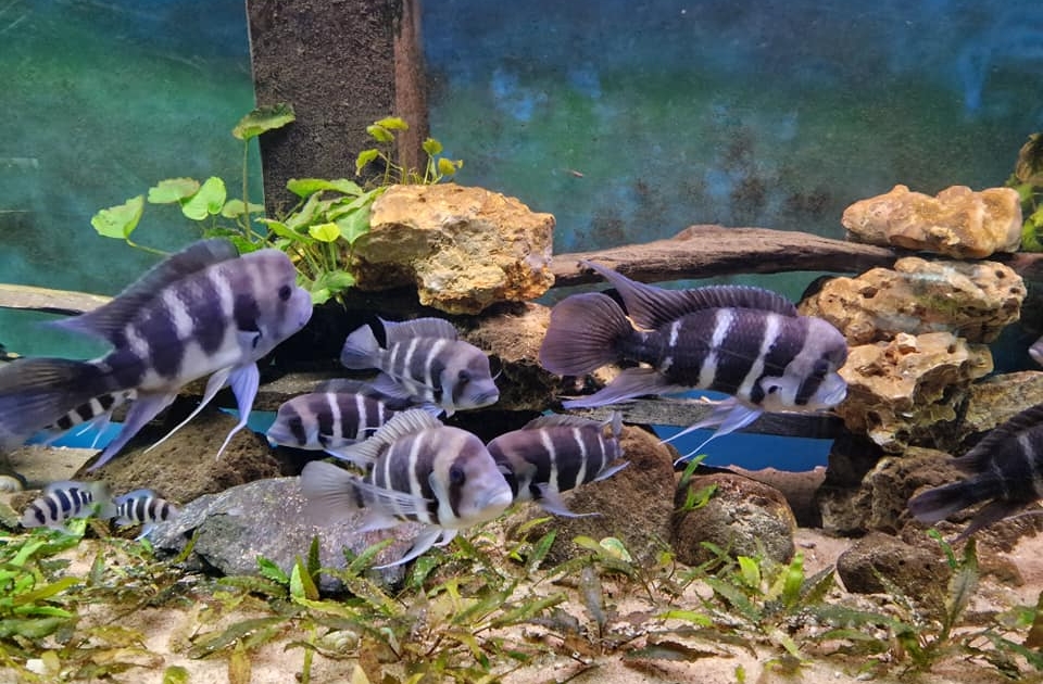 Lac Tanganyika 1200L - Cyphotilapia frontosa & Julidochromis marlieri