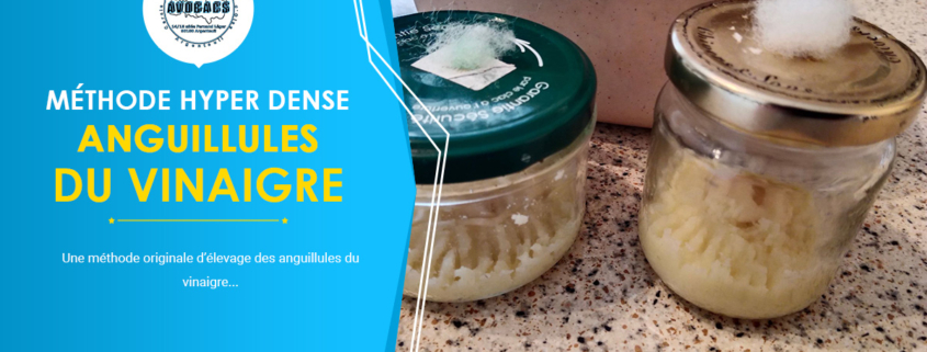 Culture HD (Hyper Dense) de l'anguillules du vinaigre