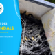 Culture des vers Grindals (Enchytraeus Buchholzi)