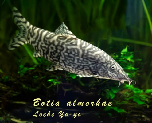 botia-almorhae