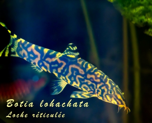 botia-lohachata