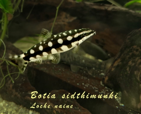 botia-sidthimunki