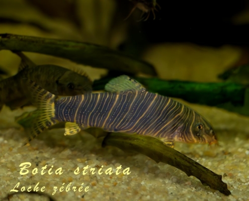 botia-striata
