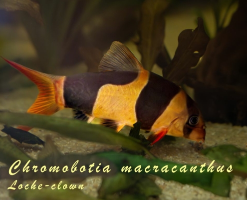 chromobotia-macracanthus