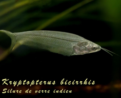 kryptopterus-bicirrhis