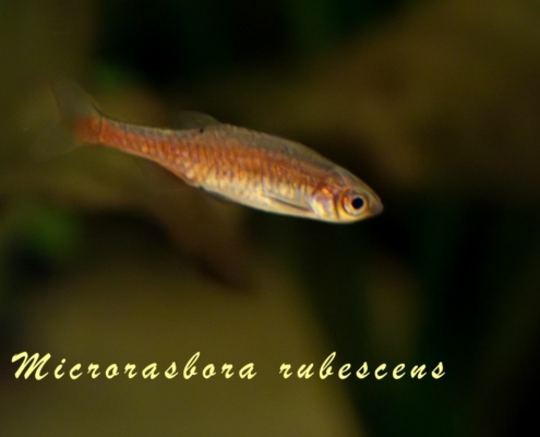 microrasbora-rubescens