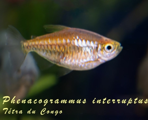 phenacogrammus-interruptus