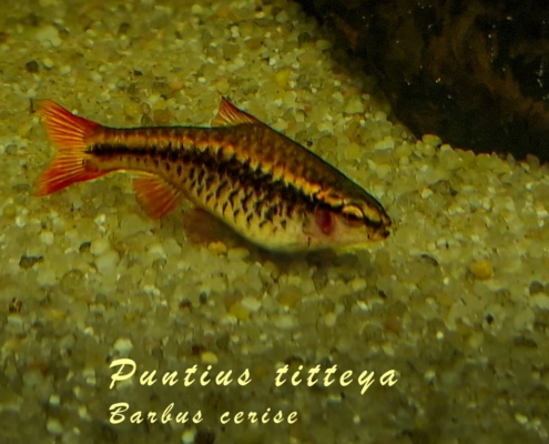 puntius-titteya
