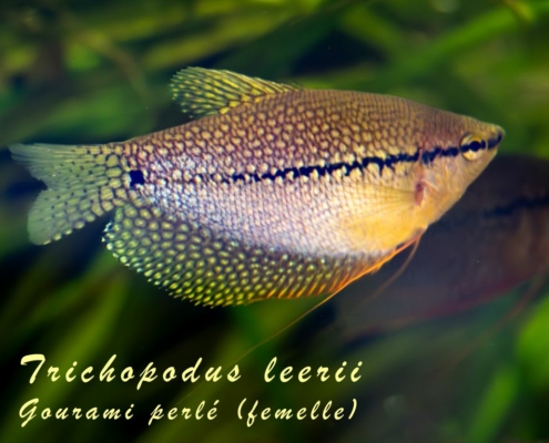 trichopodus-leerii-femelle