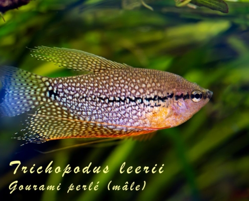 trichopodus-leerii-male