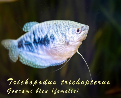 trichopodus-trichopterus-bleu-femelle