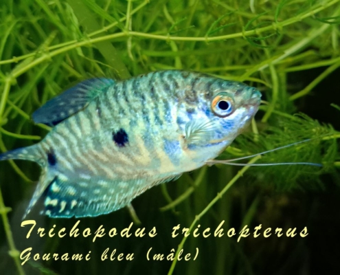 trichopodus-trichopterus-bleu-male