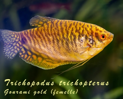 trichopodus-trichopterus-gold