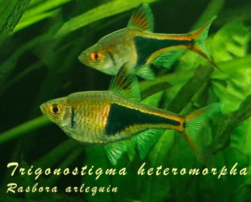 trigonostigma-heteromorpha