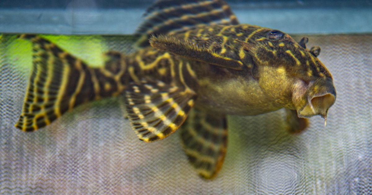 Hypancistrus debilittera en cours de réoxygénation après l'incident