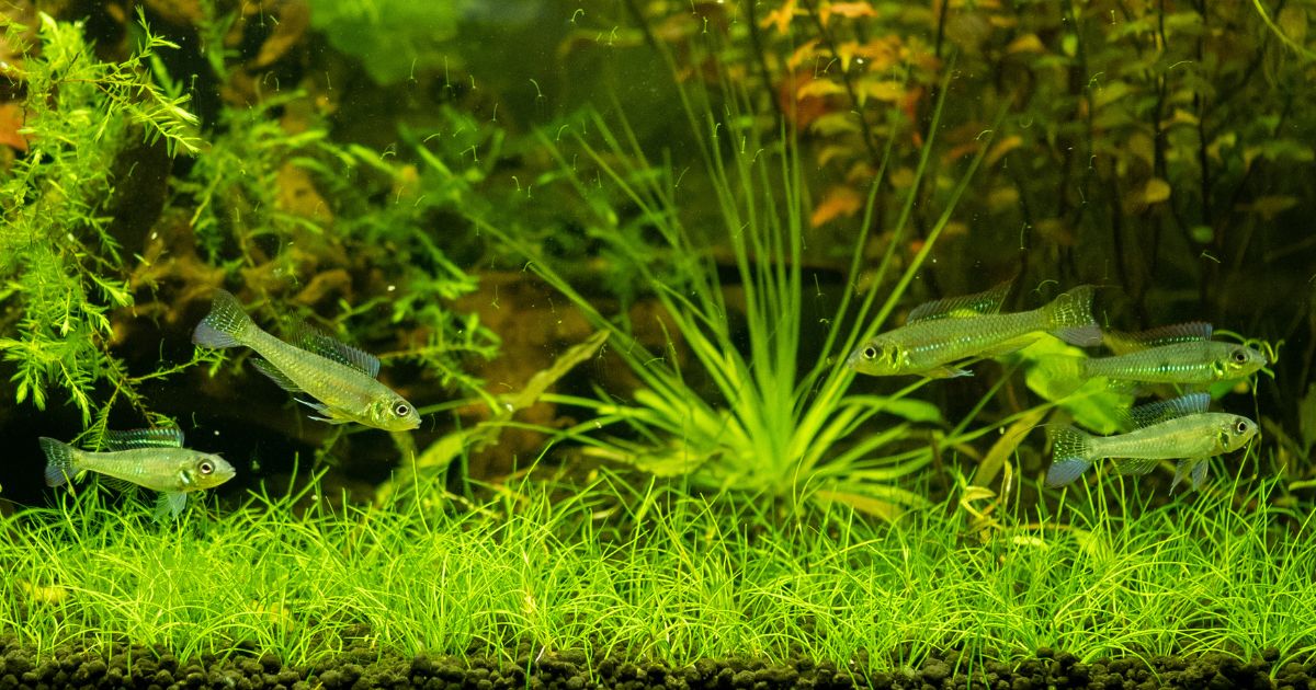 Biotoecus opercularis, un cichlidé nain amazonien qui se reproduit généralement dans une eau au PH de 4,5