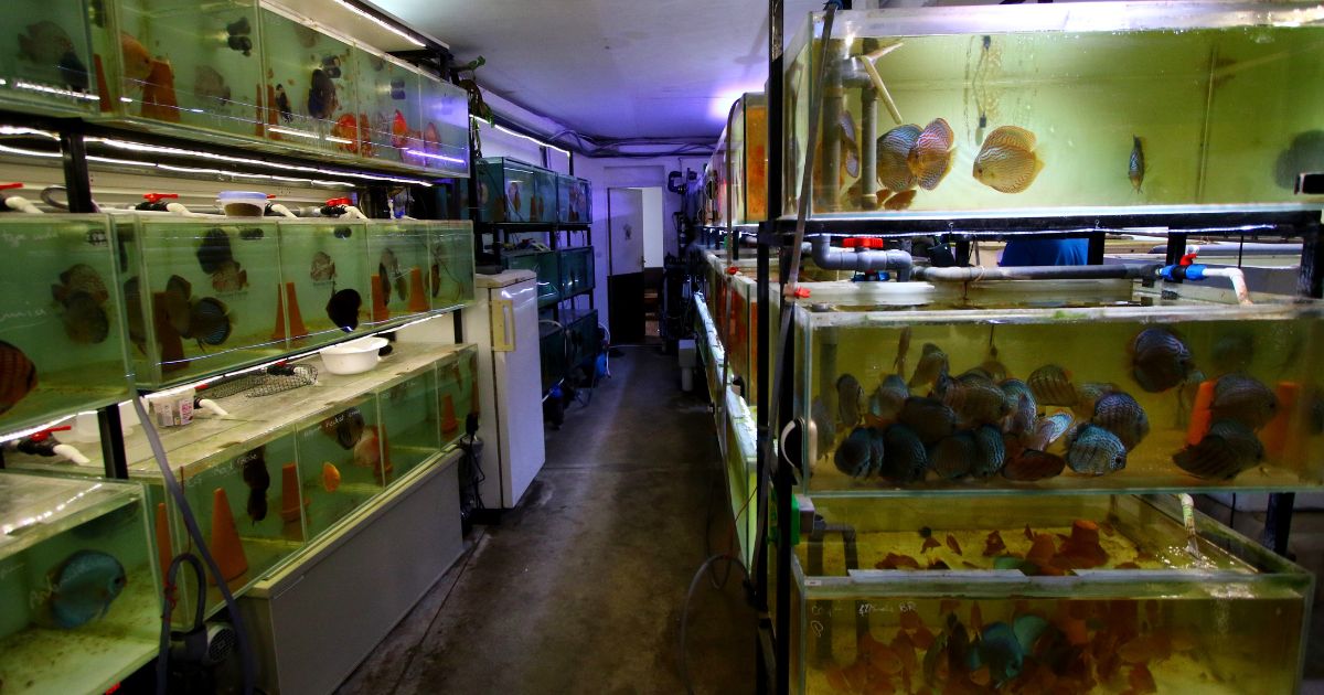 Découverte de la Discus Farm JDL