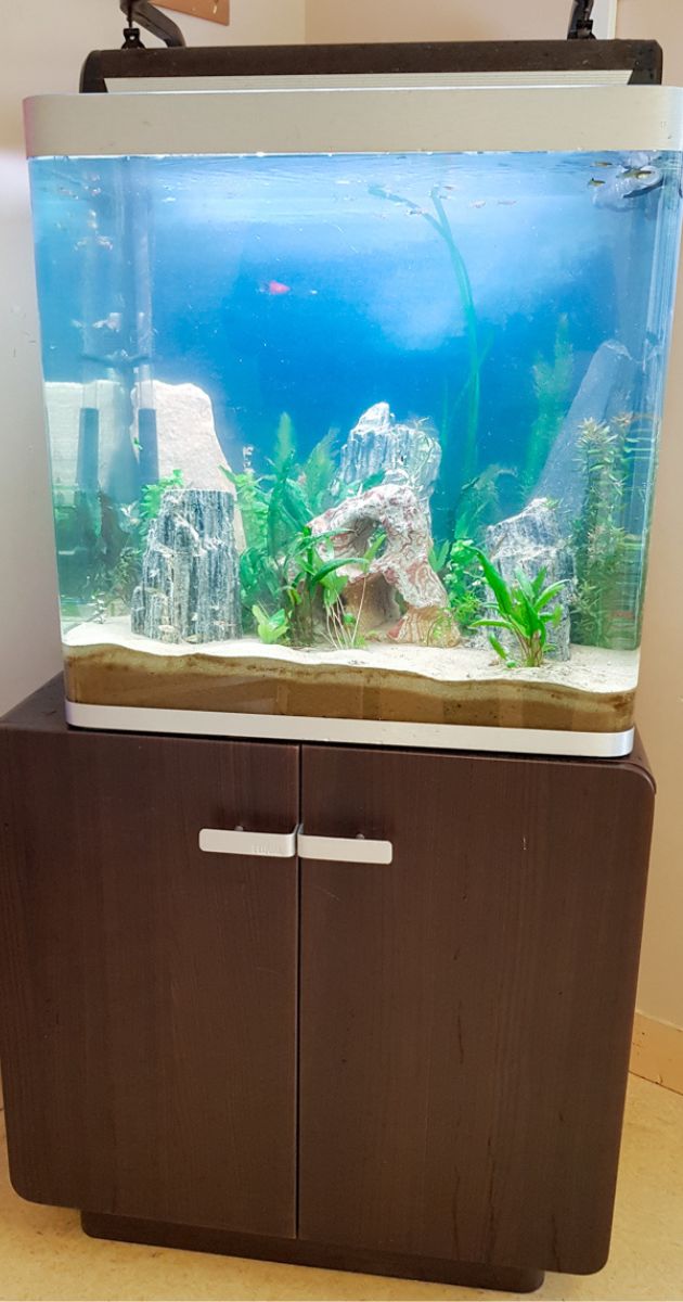 Osaka de 155L peuplé de vivipares
