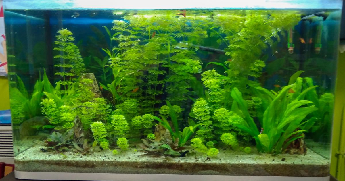Osaka de 260L peuplé de vivipares