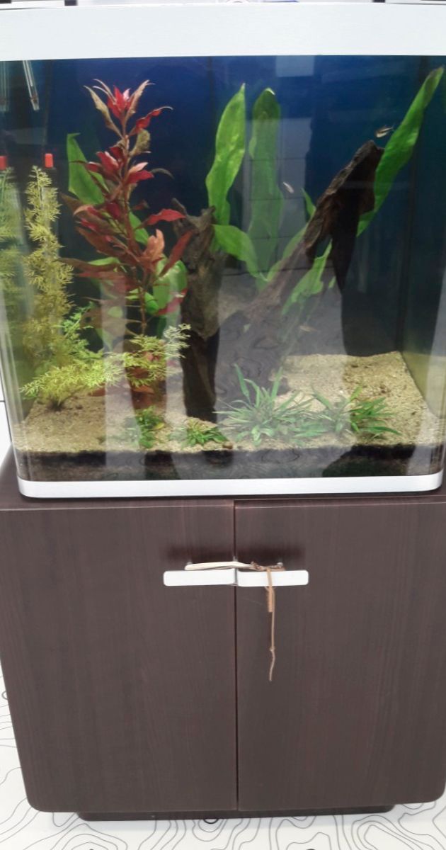 Osaka de 155L peuplé de poissons amazoniens