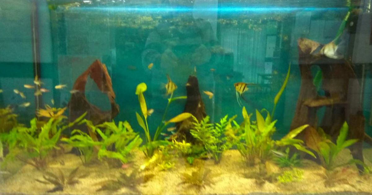 Osaka de 260L peuplé de poissons amazoniens