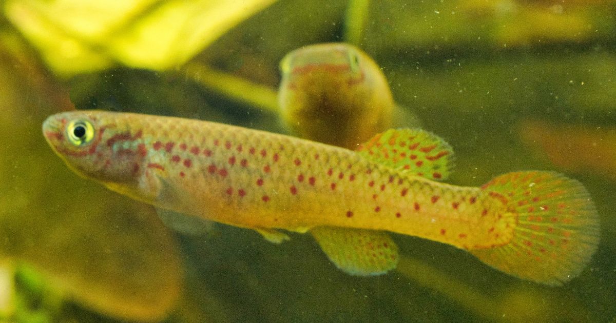 Fundulopanchax scheeli - Femelle