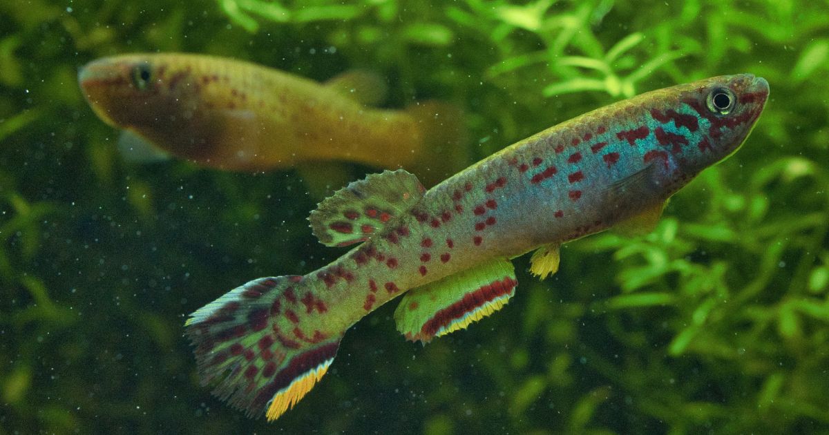 Fundulopanchax scheeli - Couple
