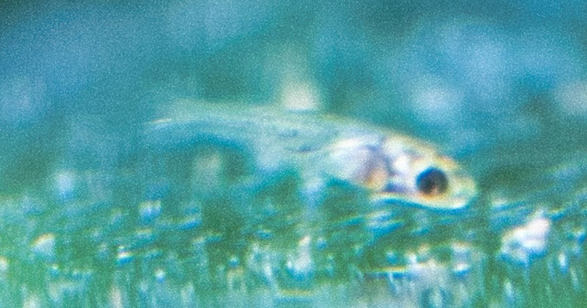 Alevin de 1 à 2 jours Fundulopanchax scheeli
