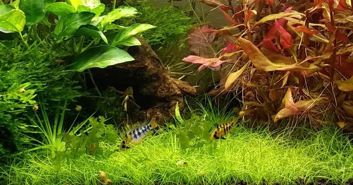 Eleocharis acicularis 'Mini'