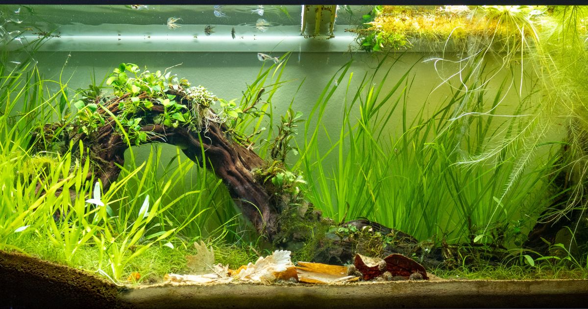 Vallisneria americana "mini twister", Vallisneria Torta, Cyperus helferi et Cryptocoryne x willisii.
