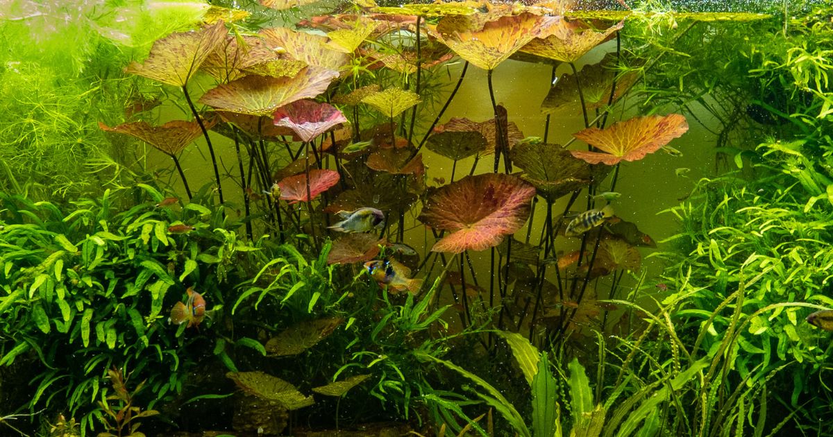 Nymphaea Lotus Zenkeri, Microsorum pteropus trident
