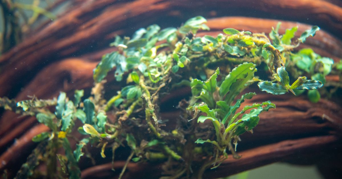 Bucephalandra sp. Needle Leaf