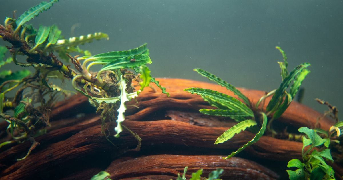Bucephalandra sp. Velvet