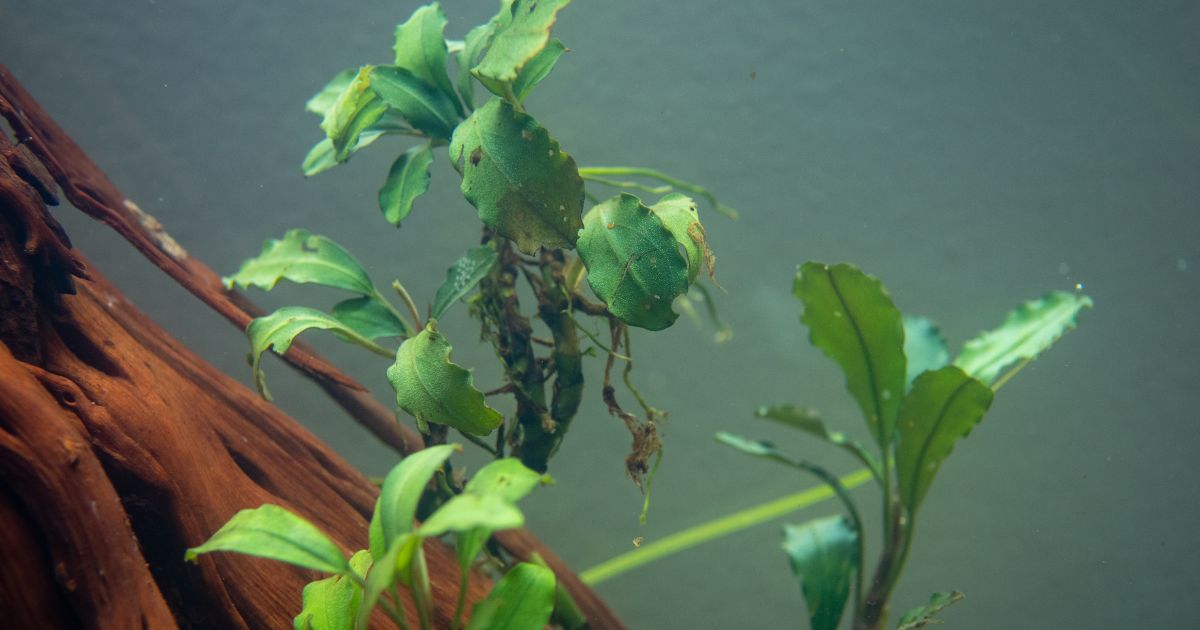 Bucephalandra sp. Hades