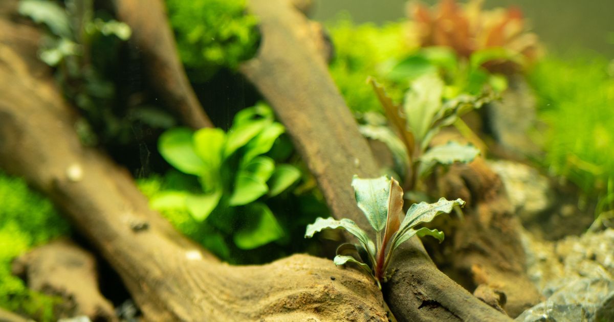 Bucephalandra wavy green